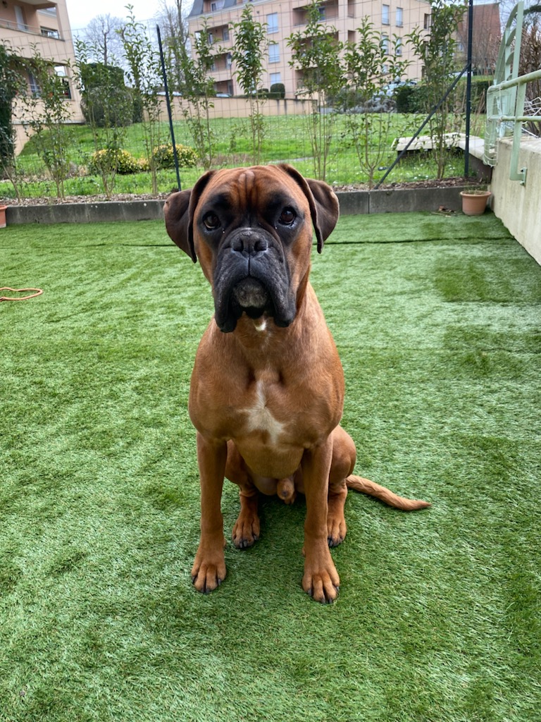 educateur canin comportementaliste 77 chien seine et marne