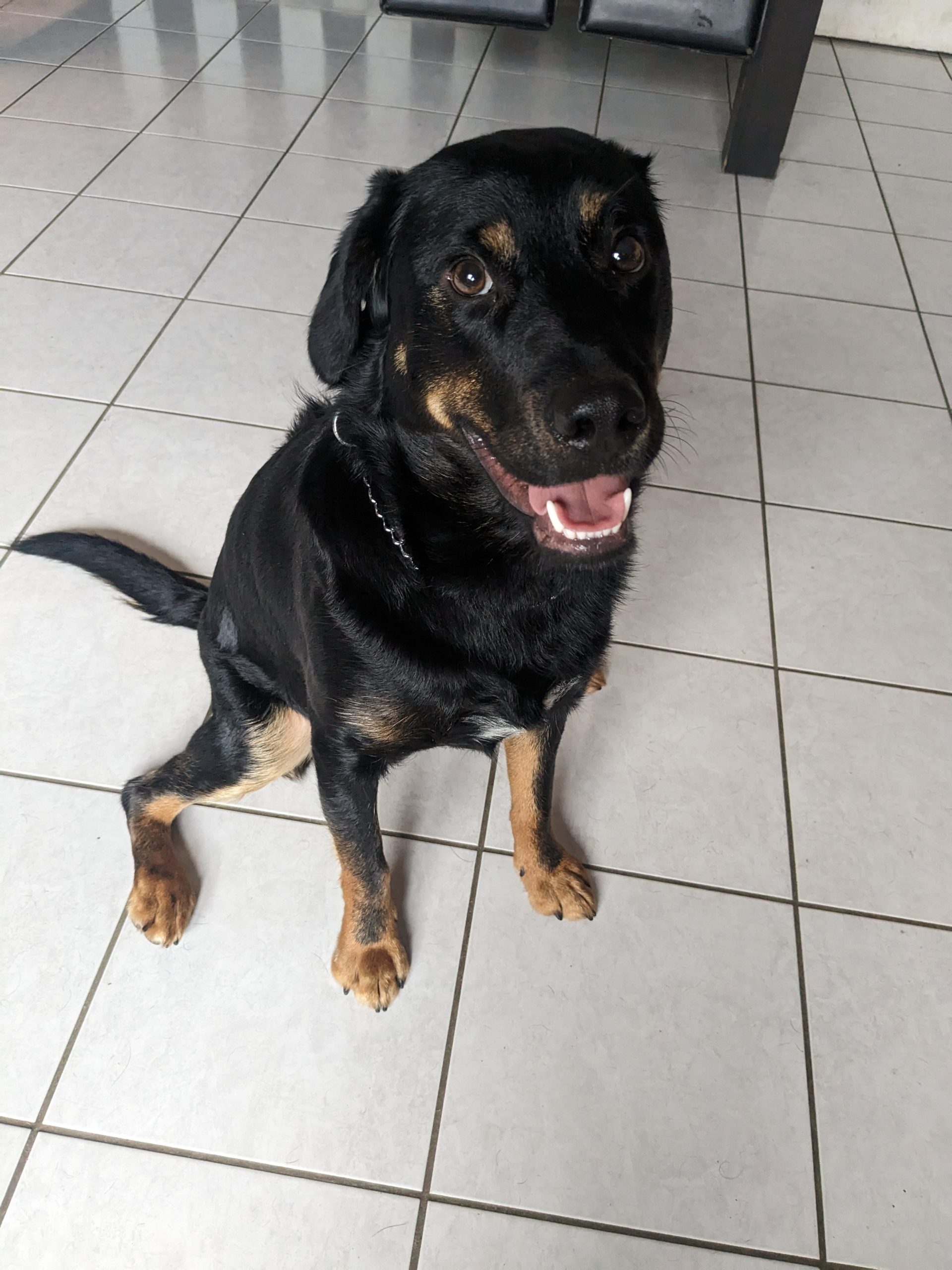 educateur canin 77 chien education