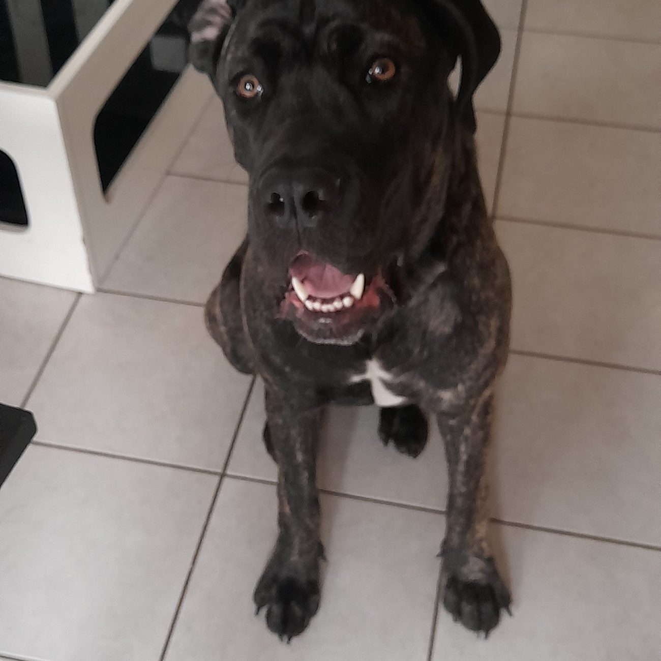 educateur canin 77 garde de chien pension canine