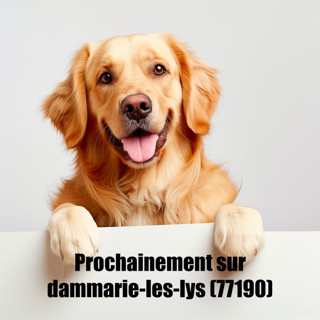 cours collectif dammarie les lys educateur canin 77 comportementaliste canin
